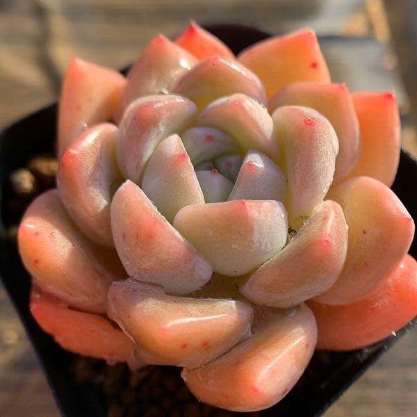 Amazon.co.jp: 農園直売 多肉植物 寄せ植え エケベリア属 夢々 美苗